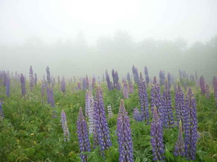 lupines