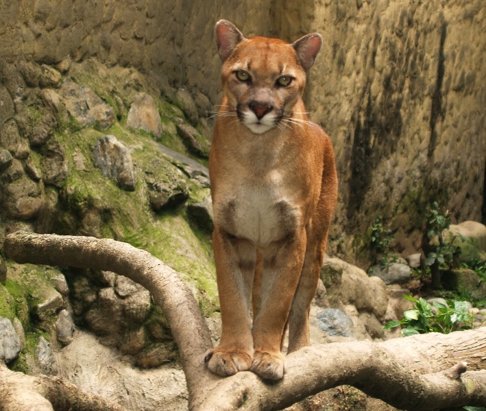 Puma_(Puma_concolor)